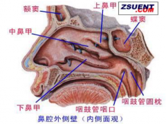 鼻內鏡手術